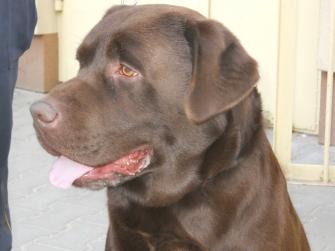 obraz-1 na stronie o tytule: Znaleziono psa rasy labrador
