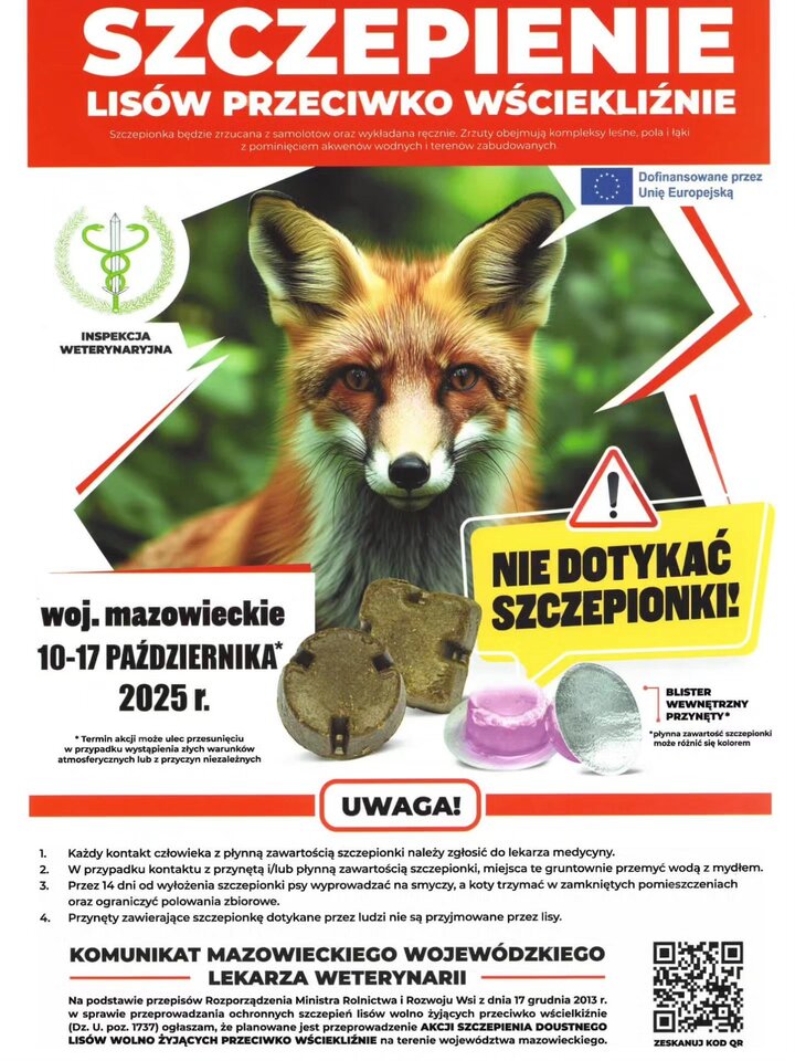 zdjecie na stronie o tytule: Szczepienie lisów przeciwko wściekliźnie