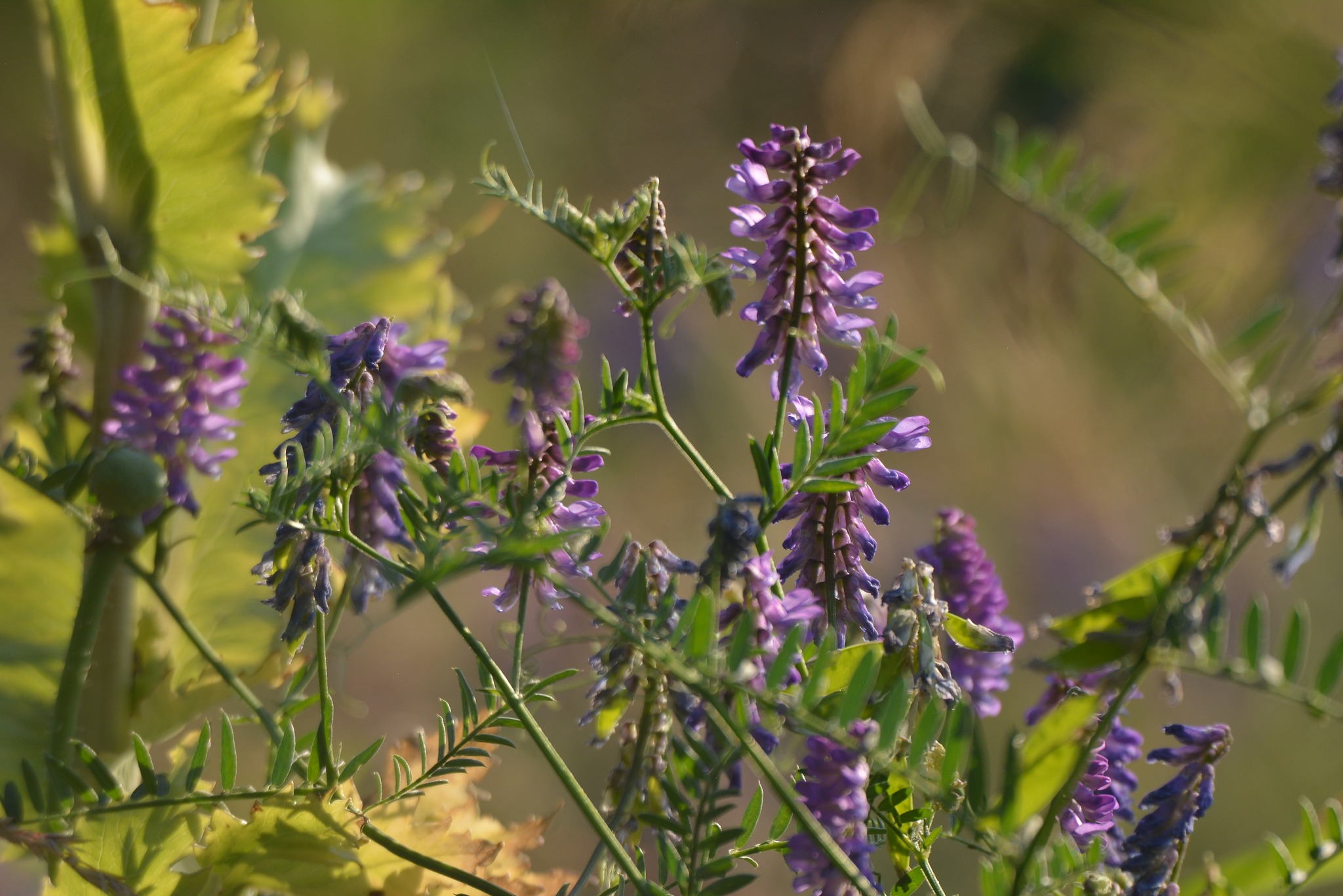 zdjecie na stronie o tytule: Koszenie trawników warto ograniczyć