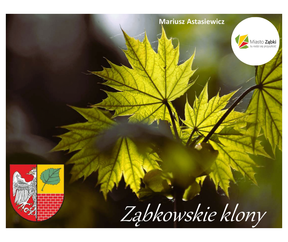 zdjecie na stronie o tytule: Klonowe bogactwo naszej okolicy!