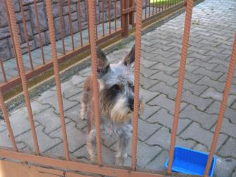 obraz-1 na stronie o tytule: Znaleziono psa przy ul. Wolności