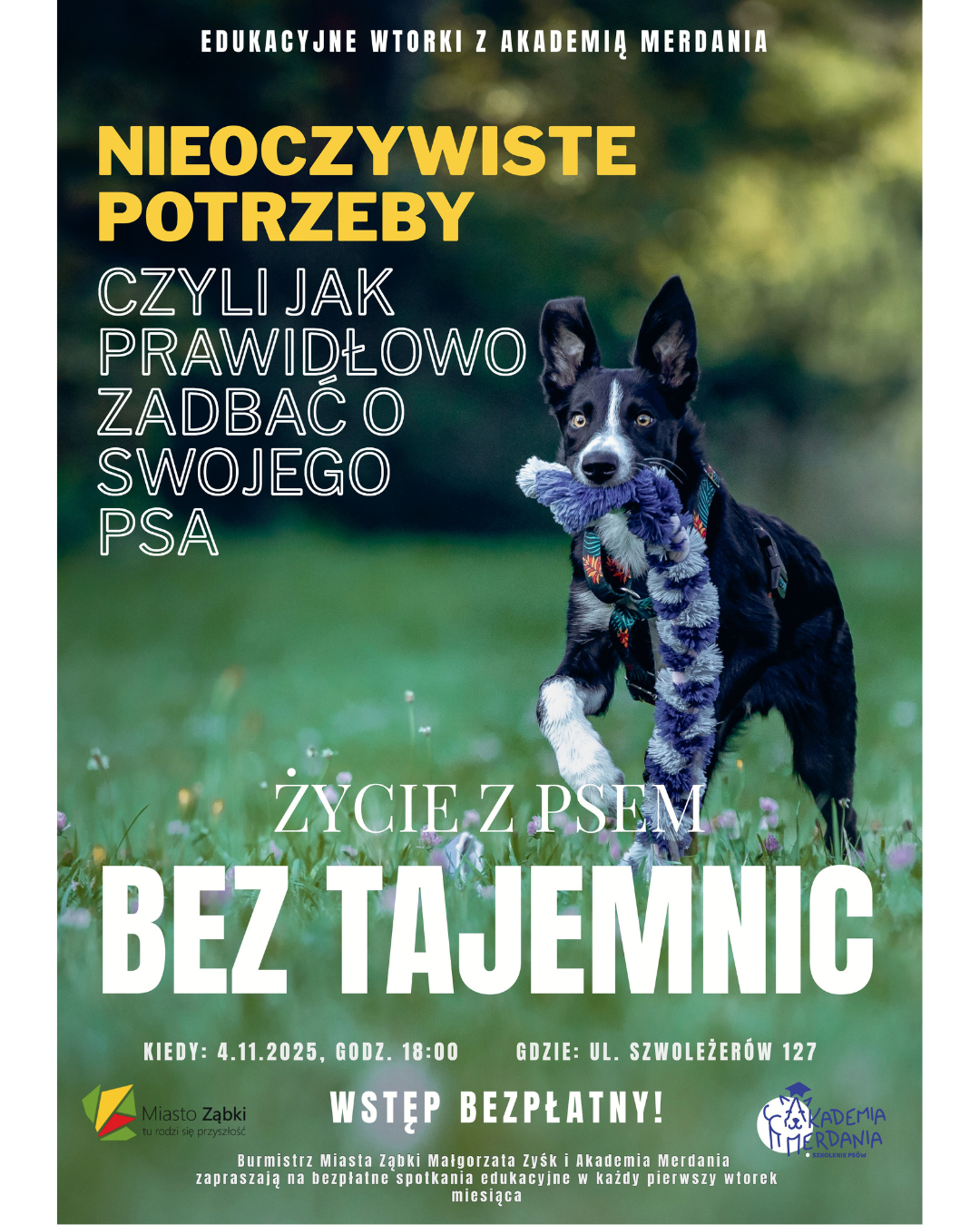 zdjecie na stronie o tytule: Nieoczywiste potrzeby Twojego psa - Edukacyjne wtorki z Akademią Merdania