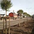 Przybywa zieleni przy DW634 ul. Skorupki w Ząbkach