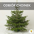 Odbiór choinek dla zabudowy wielorodzinnej
