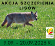 Jesienne szczepienie lisów od 9 września