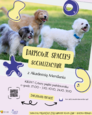 Spacery socjalizacyjne dla psów w październiku!