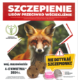 Akcja szczepienia lisów przeciwko wściekliźnie od 4 do 17 kwietnia 2024r.