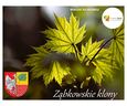 Klonowe bogactwo naszej okolicy!