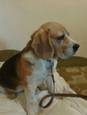 Znaleziono psa rasy beagle