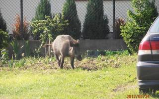 Dzik w Ząbkach 24.05.2012