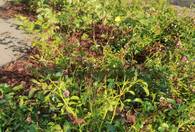 Fotografia dotycząca Nowy zielony skwer przy ul. Skowronka coraz piękniejszy