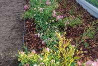 Fotografia dotycząca Nowy zielony skwer przy ul. Skowronka coraz piękniejszy