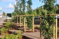 Fotografia dotycząca Nowy zielony skwer przy ul. Skowronka coraz piękniejszy