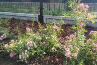 Fotografia dotycząca Nowy zielony skwer przy ul. Skowronka coraz piękniejszy