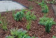 Fotografia dotycząca Nowy zielony skwer przy ul. Skowronka coraz piękniejszy