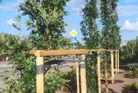 Fotografia dotycząca Nowy zielony skwer przy ul. Skowronka coraz piękniejszy